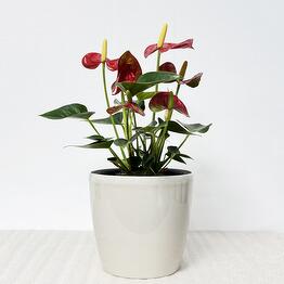 Pro Ficus