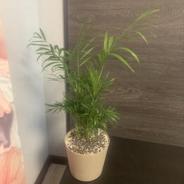 Mansarda Form&Flora