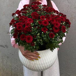 Darri.Flowers