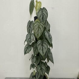 Flower and Decor Studio