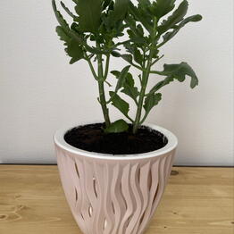 Лавка “ VOGEL”
