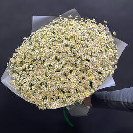 Daisies