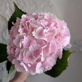 ROZEN