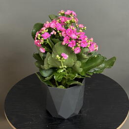 Nargiz_flora