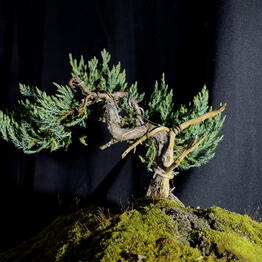 Leshnik Bonsai