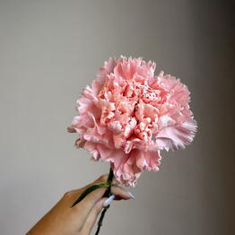 Love flowers