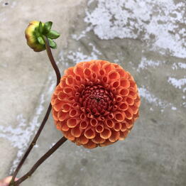 KönigFlower