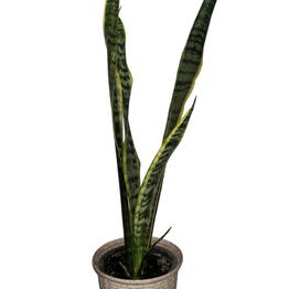 Floksi