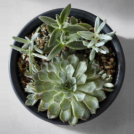 Ready Plants