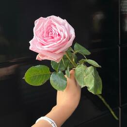 Symphony Flowers