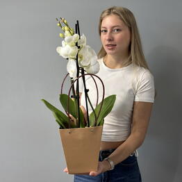 Колибри Цветы 