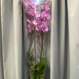 Florance