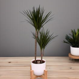Растение ДРАЦЕНА (DRACAENA) MA TOEF X 2