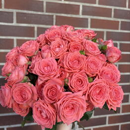 FloraBase