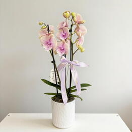 SUNFLOR