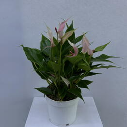 BB Flowers