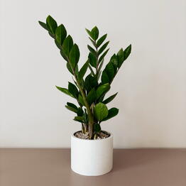 Musa Plants