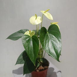  Lili Flowers