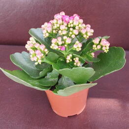 Nataliflowers24 Студия цветов
