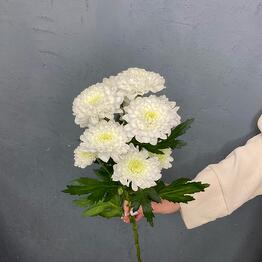 Эдемский Сад