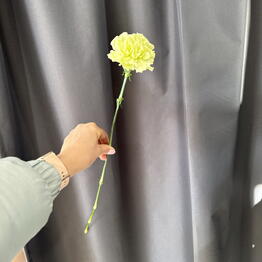 Gardeniya