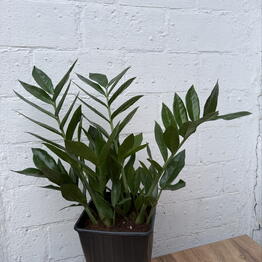 Plants of Tatiana Svetlakova