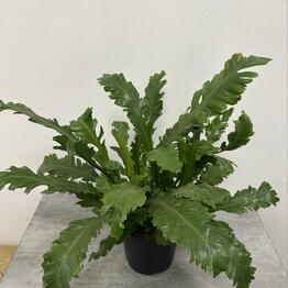 Flower and Decor Studio
