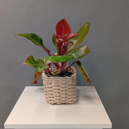 Cvety dlya Lyubimyh 