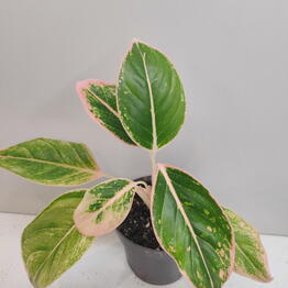 Euro Plants
