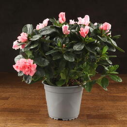 LuxuryPlants