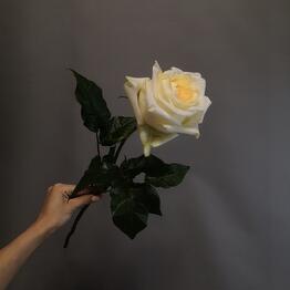 Фрезия