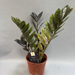 Flora