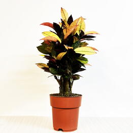 Pro Ficus