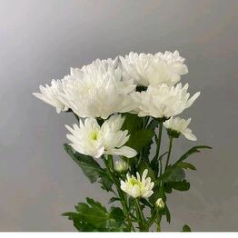 Florideya