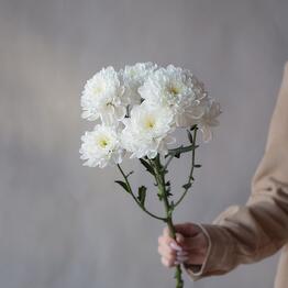 White bush chrysanthemum