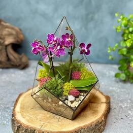 CRYSTAL FOREST