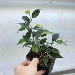 Sinitsa_Leaf
