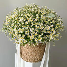 Корзина ромашек Fleur