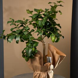 Margoplants Шаболовская 