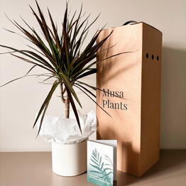 Musa Plants