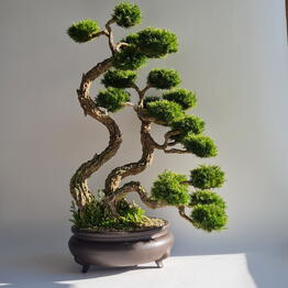 Nature Moss