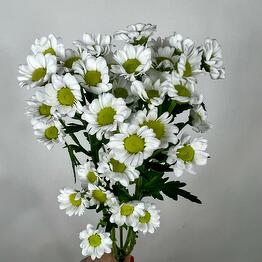 Sweet bushy white Santini chamomile