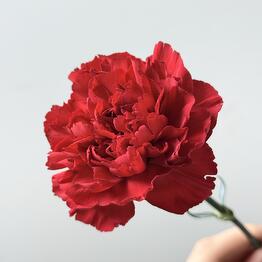 Flowers DG