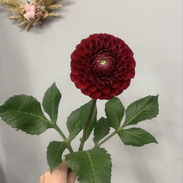 Moment flower 🌼 
