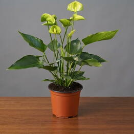 April_Plants