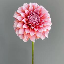 Happy Flower