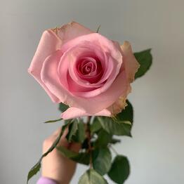 Азалия Flower Pub