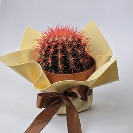 Cactus rojo