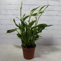 Gorodskie dzhungli (Urban jungle.shop)