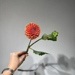 LiliaPodshibyakina